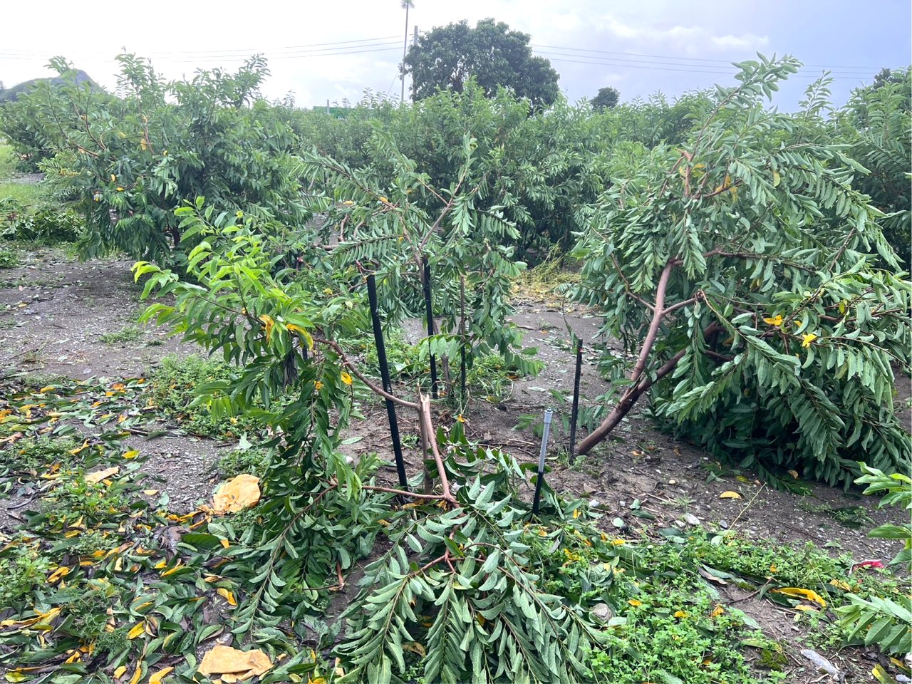 楊柳颱風15級摧殘，農損破4億，台東佔75%，大目釋迦落果8成，鳳梨釋迦大幅落葉's story cover image