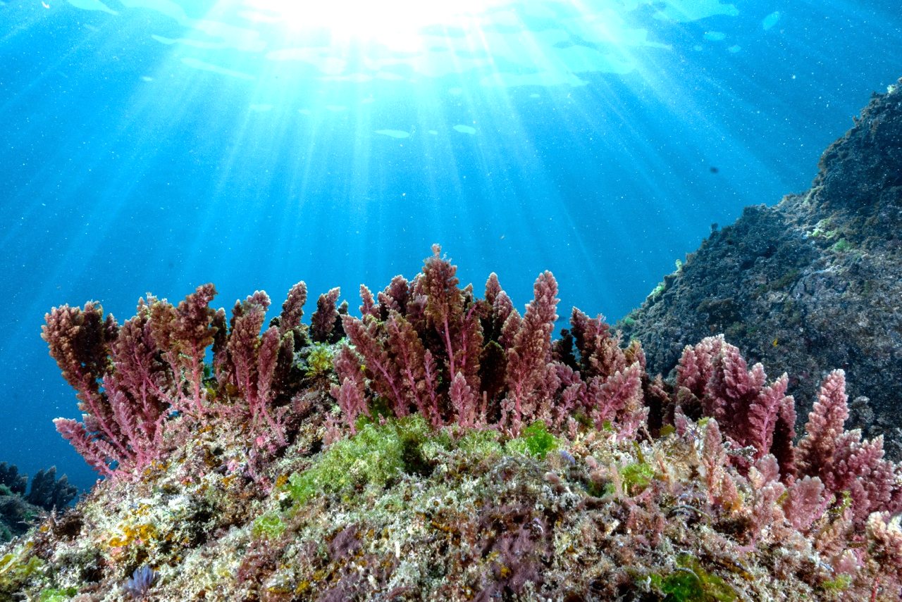 餵牛羊吃海藻可減少 99 %碳排！全球「海門冬」商機30億美金，水試所突破量產's story cover image