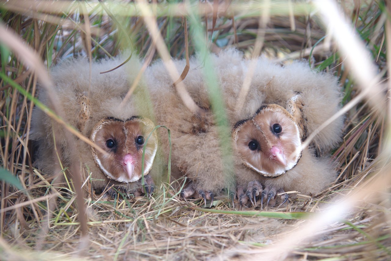 沙崙農場 02》廣闊牧草原，是瀕危草鴞棲地關鍵，國科會欲開發531公頃，成生態浩劫's story cover image