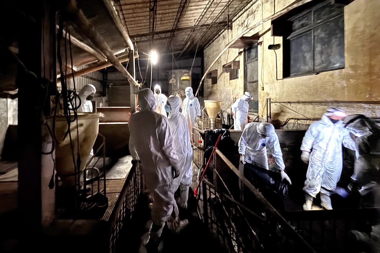 非洲豬瘟Day10》梧棲場陳年糞尿污泥 10公分，需刮除再消毒，病毒株與中、越近似難辨's story cover image