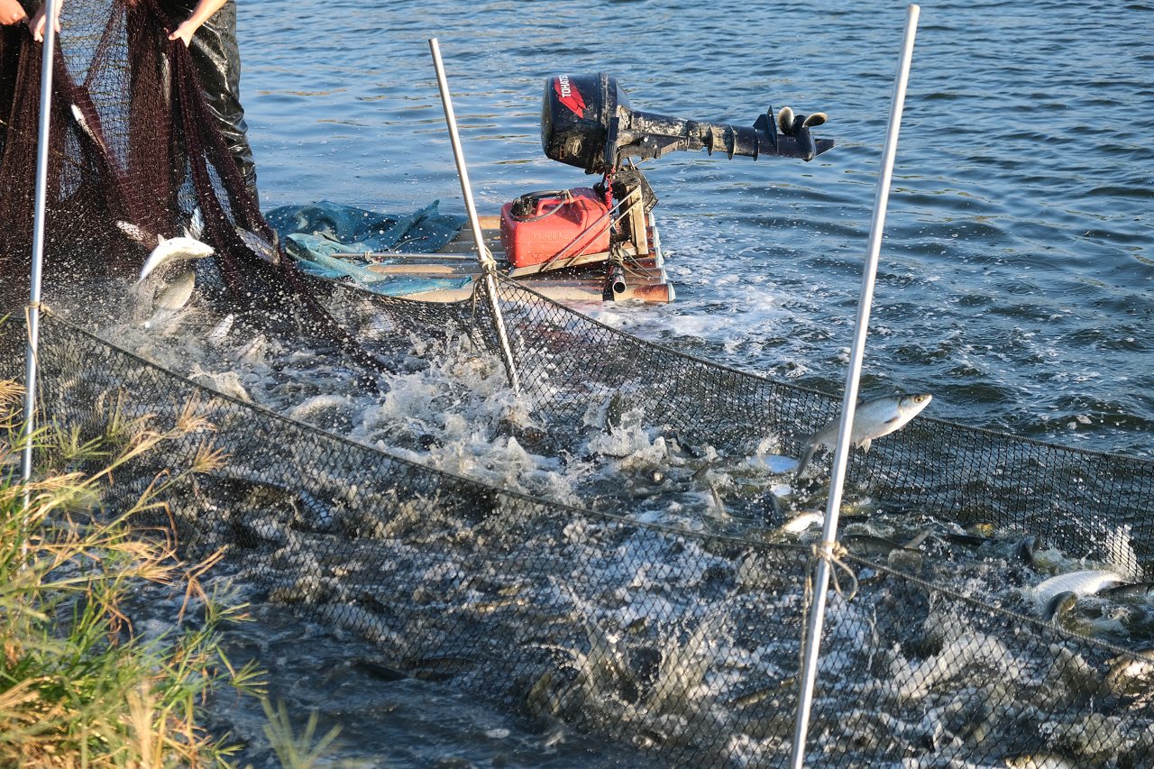 虱目魚現場》從魚塭晨作到暝流，國民魚串起庶民飲食與地方經濟產業鏈's story cover image