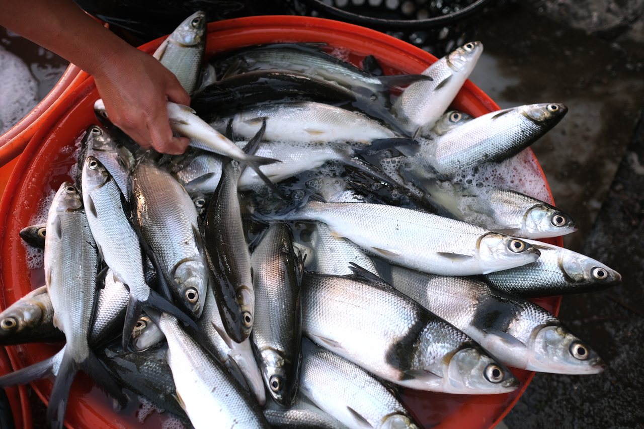 虱目魚十年最貴的夏天，漁電共生讓養殖面積少3成，飼料連年漲推高成本's story cover image