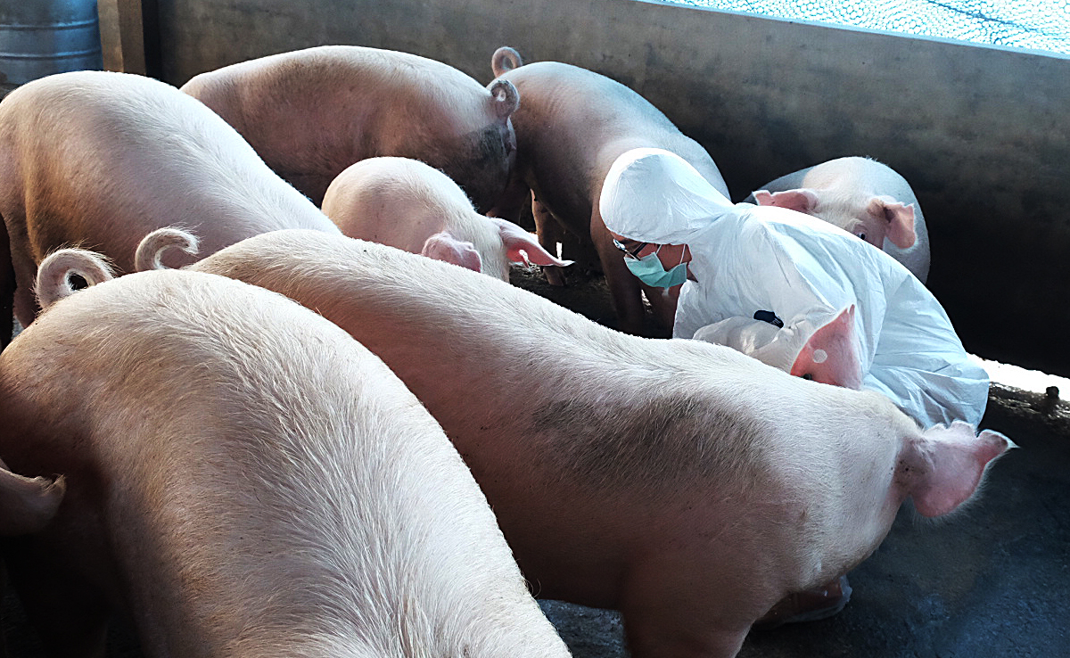 非洲豬瘟 Day6》養豬專家羅玲玲：養豬產業螺絲鬆，其它縣市僅是幸運逃過一劫（2025）'s story cover image