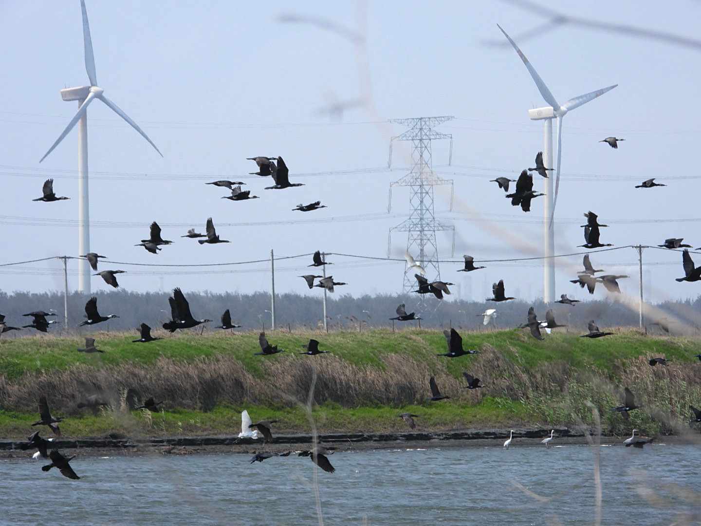 台灣風機造成蝙蝠大量死亡，比歐美高出十倍，專家：應導入「智慧降載」保護蝙蝠's OG Image