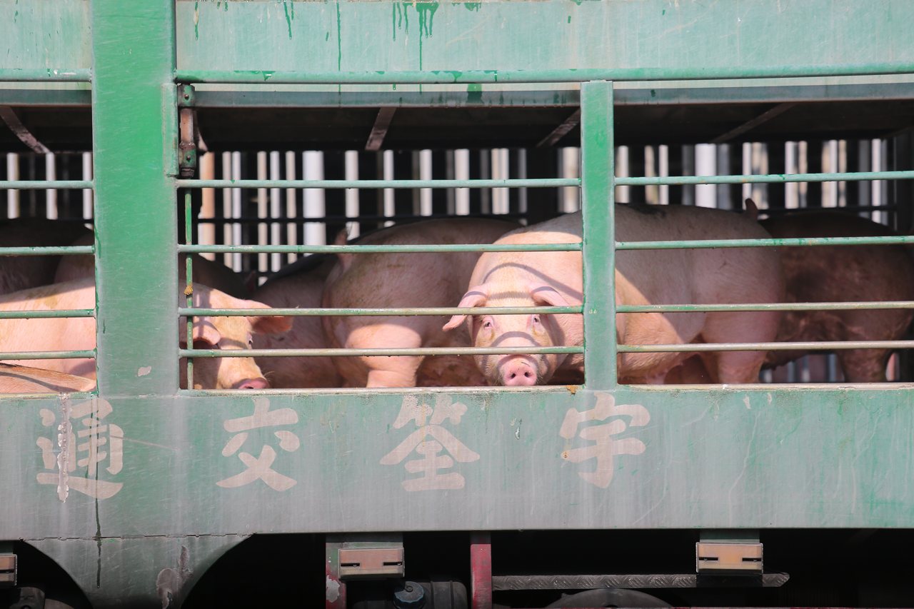 非洲豬瘟 Day17》禁令解除大豬出籠，復市首日成交價平穩，每公斤98元（2025）'s OG Image