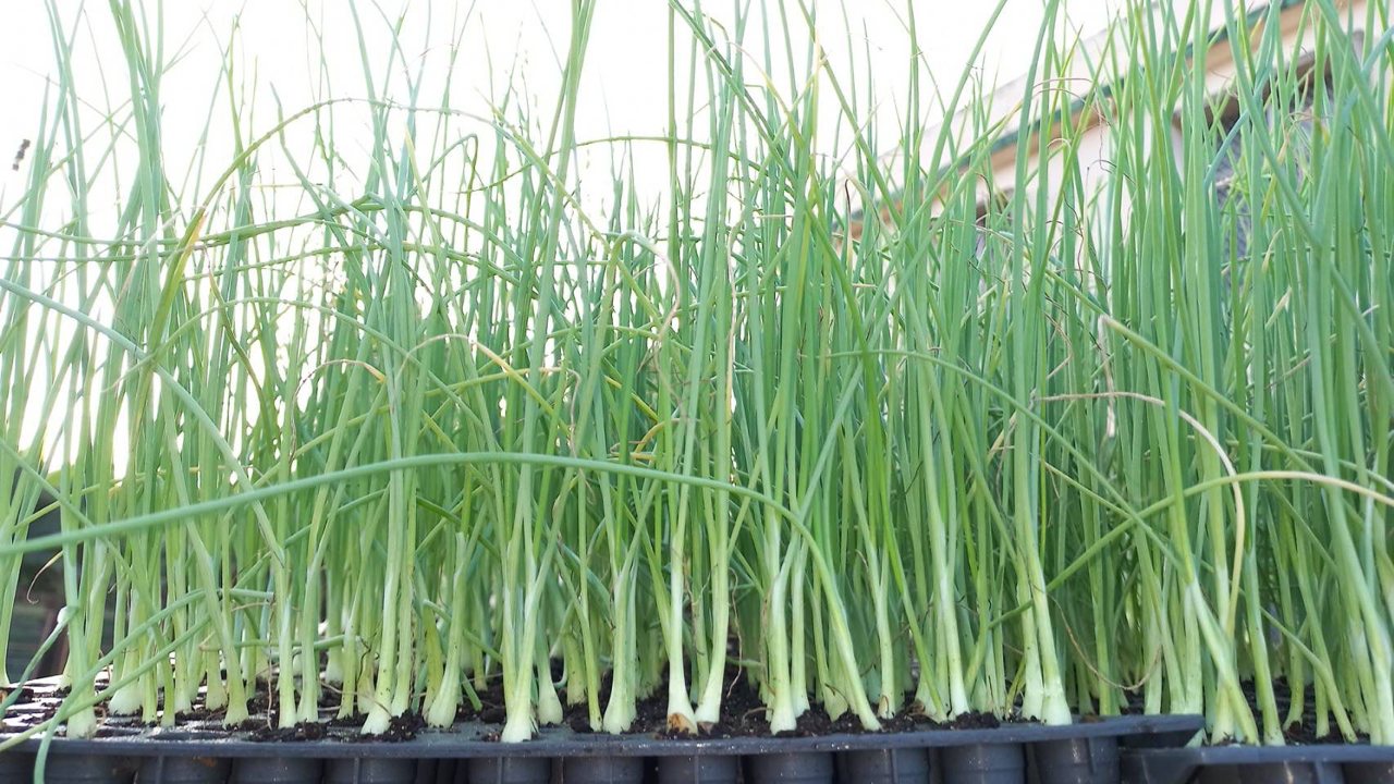 讓洋蔥贏在起跑點，手工育苗改成科技播種，免搶工省成本's story cover image