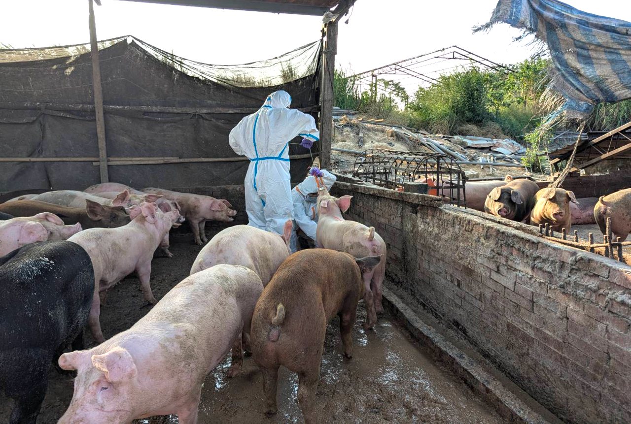 非洲豬瘟Day29》黑戶廚餘養豬難防，台南查獲累犯，學者：中央應制訂共同蒸煮政策（2025）