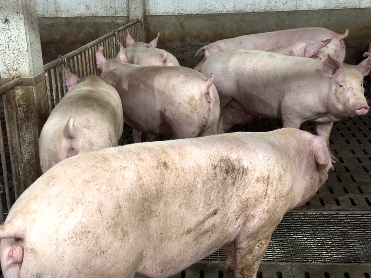 非洲豬瘟Day31》大胖豬塞車，價跌豬農損失大，需加速市場消費，政策需鼓勵冷凍廠消化