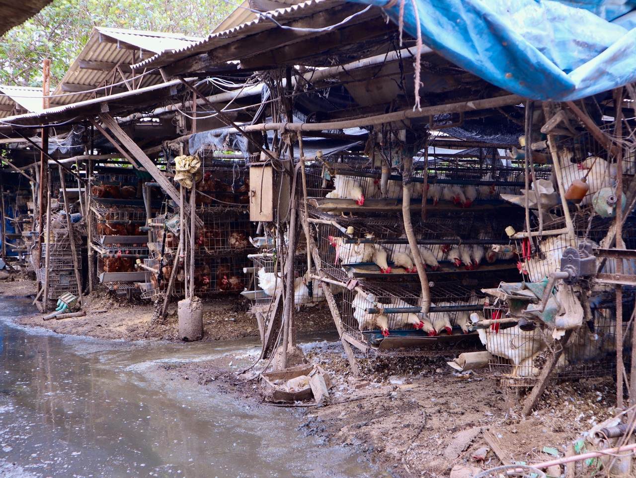 芬普尼雞蛋》文雅牧場蛋雞羽毛驗出芬普尼，疑為環境污染，業界：違規用藥為常態's story cover image