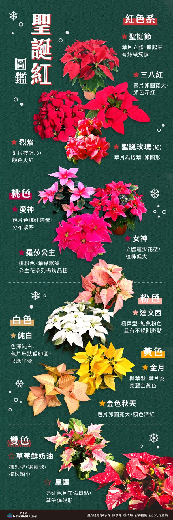 聖誕紅秘密》三八紅、草莓鮮奶油與愛神，20多種多彩聖誕紅，開完隔年還會再變紅嗎？'s OG Image