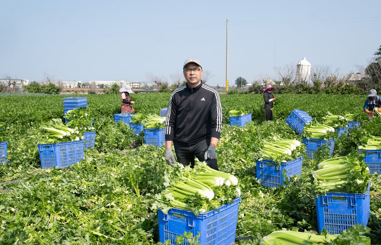 大風吹出最美味的西洋芹，謝建復在芳苑打造西洋芹王國，葉柄更肥更清脆