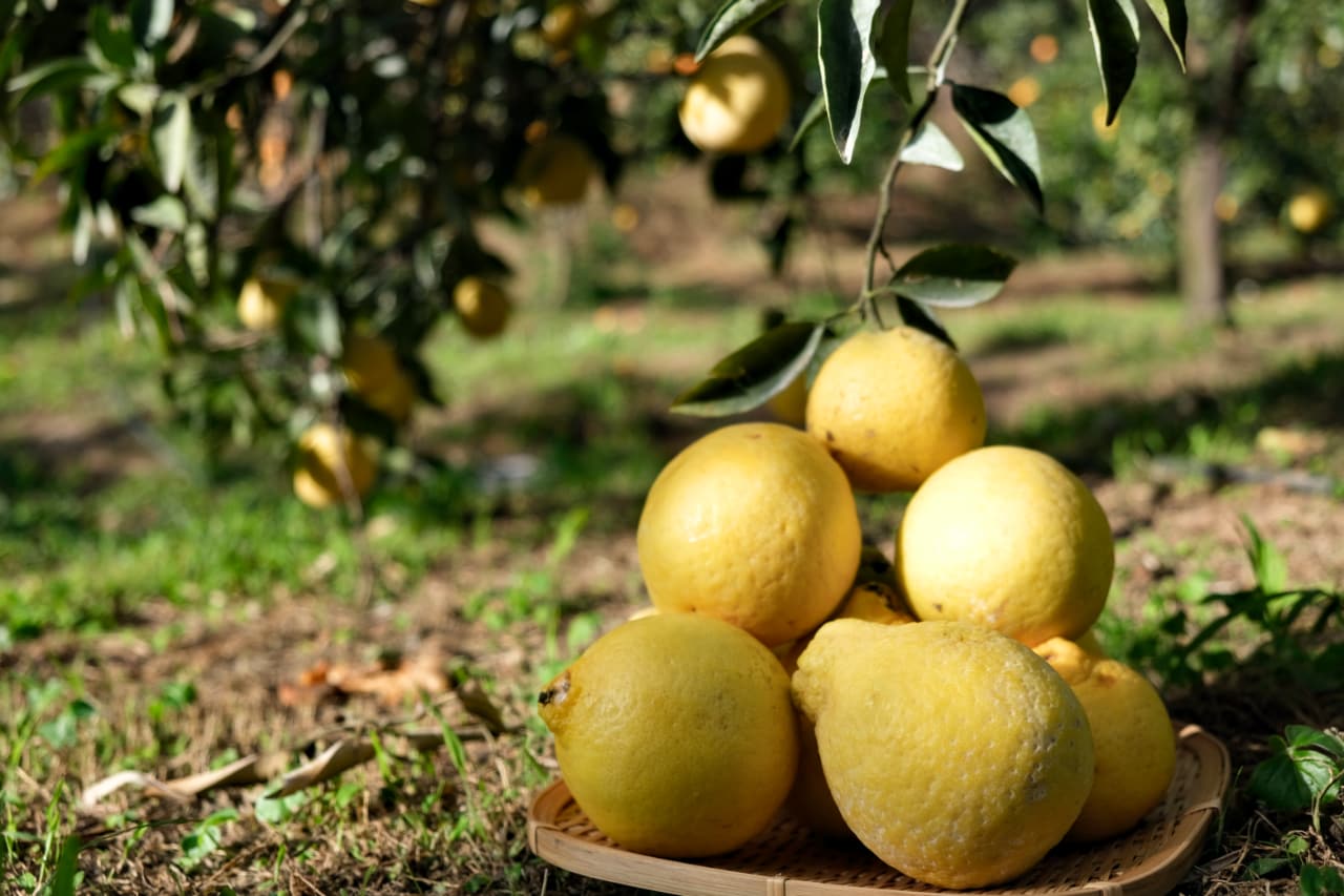 日本來台好滋味，「三寶柑」檸檬清香加上柳橙甜韻，余家父子為寶山種下未來's story cover image