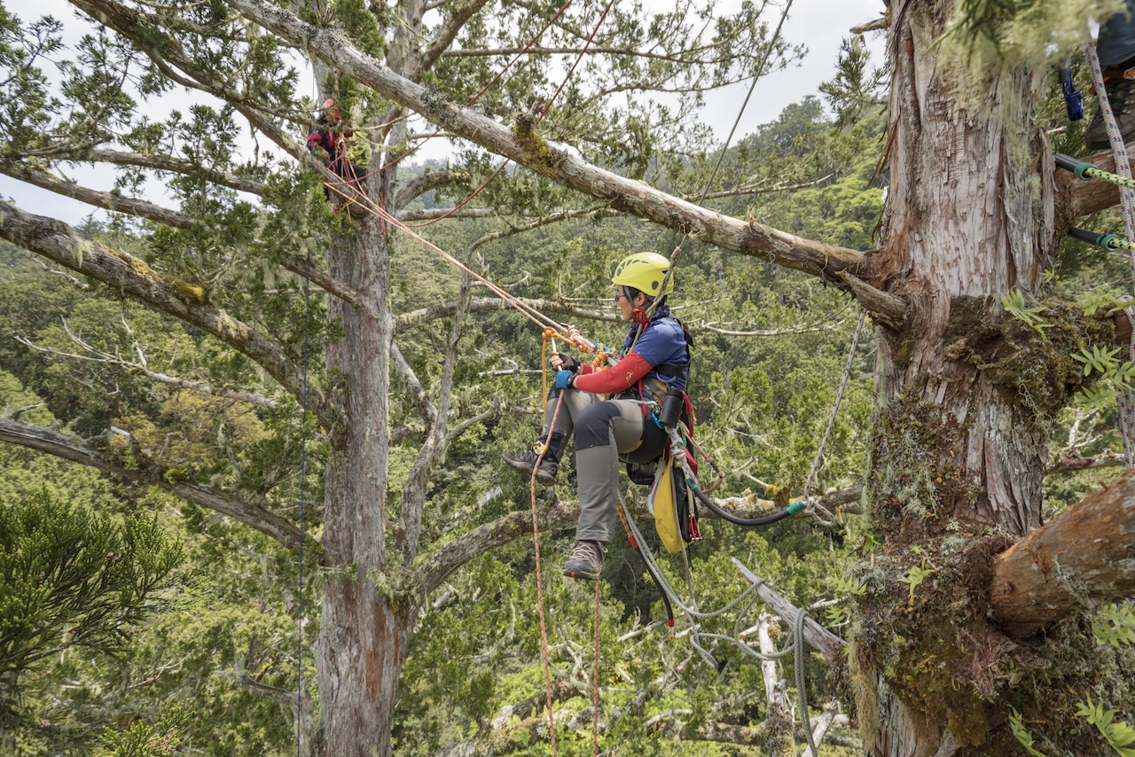 【書摘】和徐嘉君一起探索巨木：閱讀《我不只會爬樹》展開冒險's story cover image