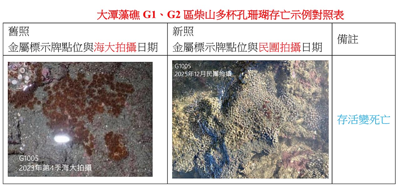 大潭藻礁生態浩劫，環團監測，中油三接工程擾動，柴山多杯孔珊瑚死傷超過5成's story cover image