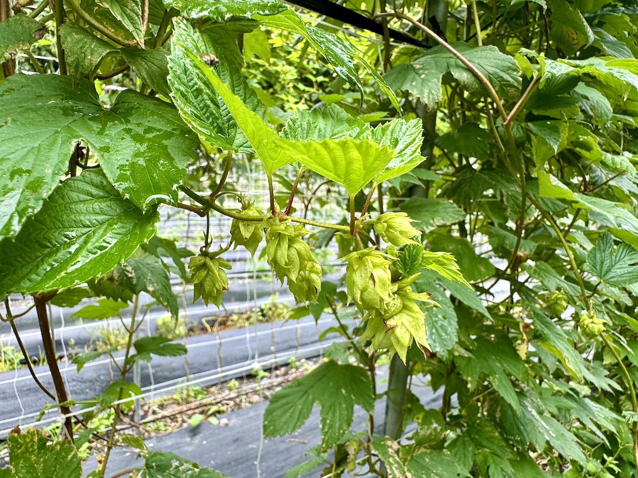 讓啤酒的靈魂上山，宜蘭高冷蔬菜區改種「啤酒花」，為高麗菜困境找出口