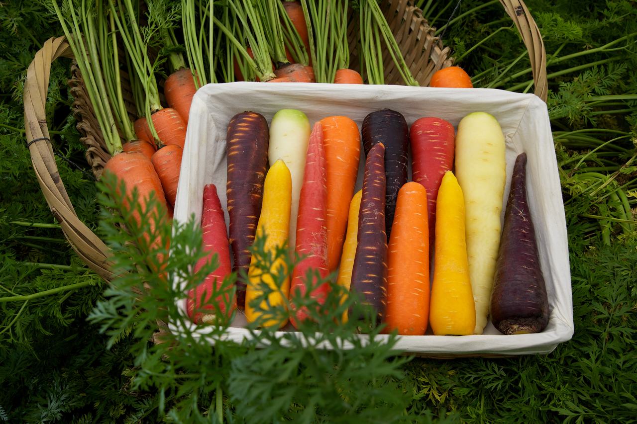 五彩胡蘿蔔怎麼吃？紫色燒烤如太妃糖，大紅胡蘿蔔甜香又脆，顛覆傳統草味印象