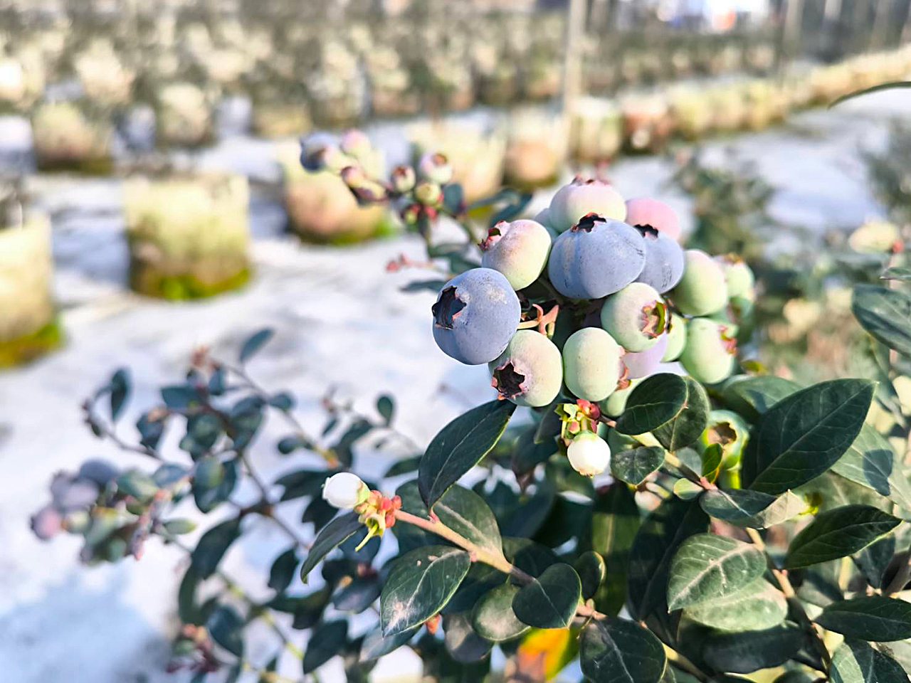 藍莓熱潮攀升，進口藍莓一年17億，國產藍莓供不應求，農友組成合作社打團體戰's OG Image