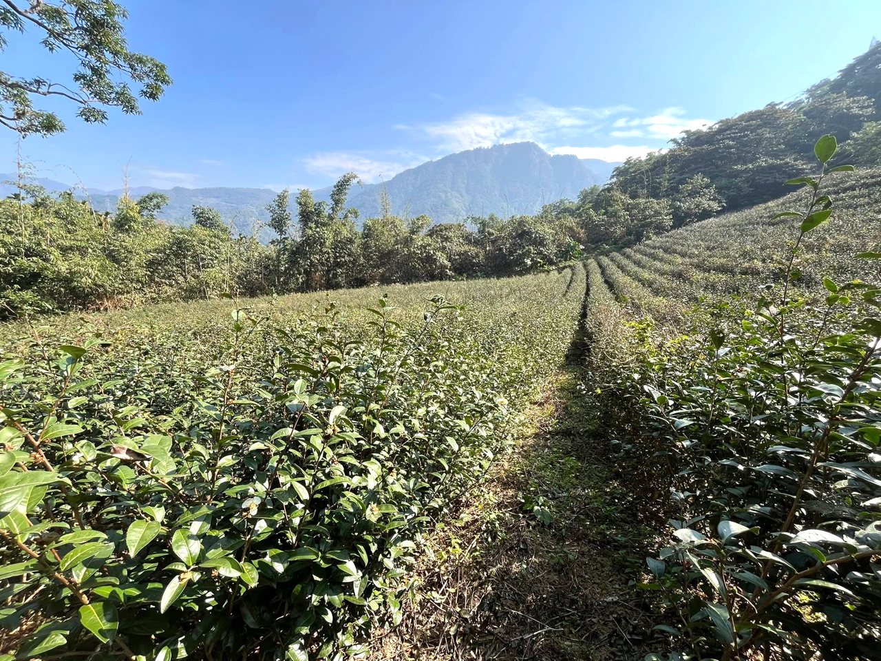 15年不施肥，土壤卻更肥？林世豐、張顥嚴養地實驗，土壤檢測報告驚人好成績's OG Image