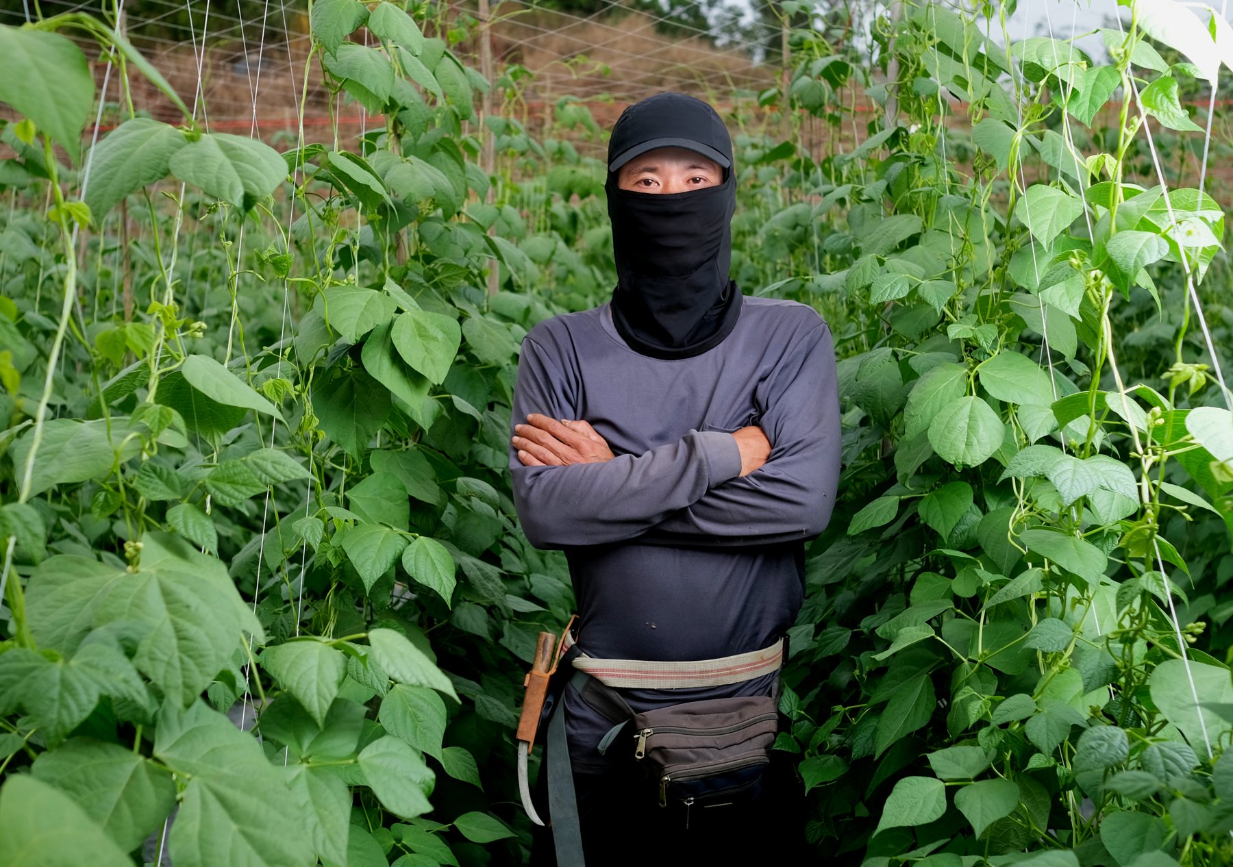 01 從幫手到對手》無證移工變「地下越南老闆」，租地種菜自售，形成產業鏈's OG Image