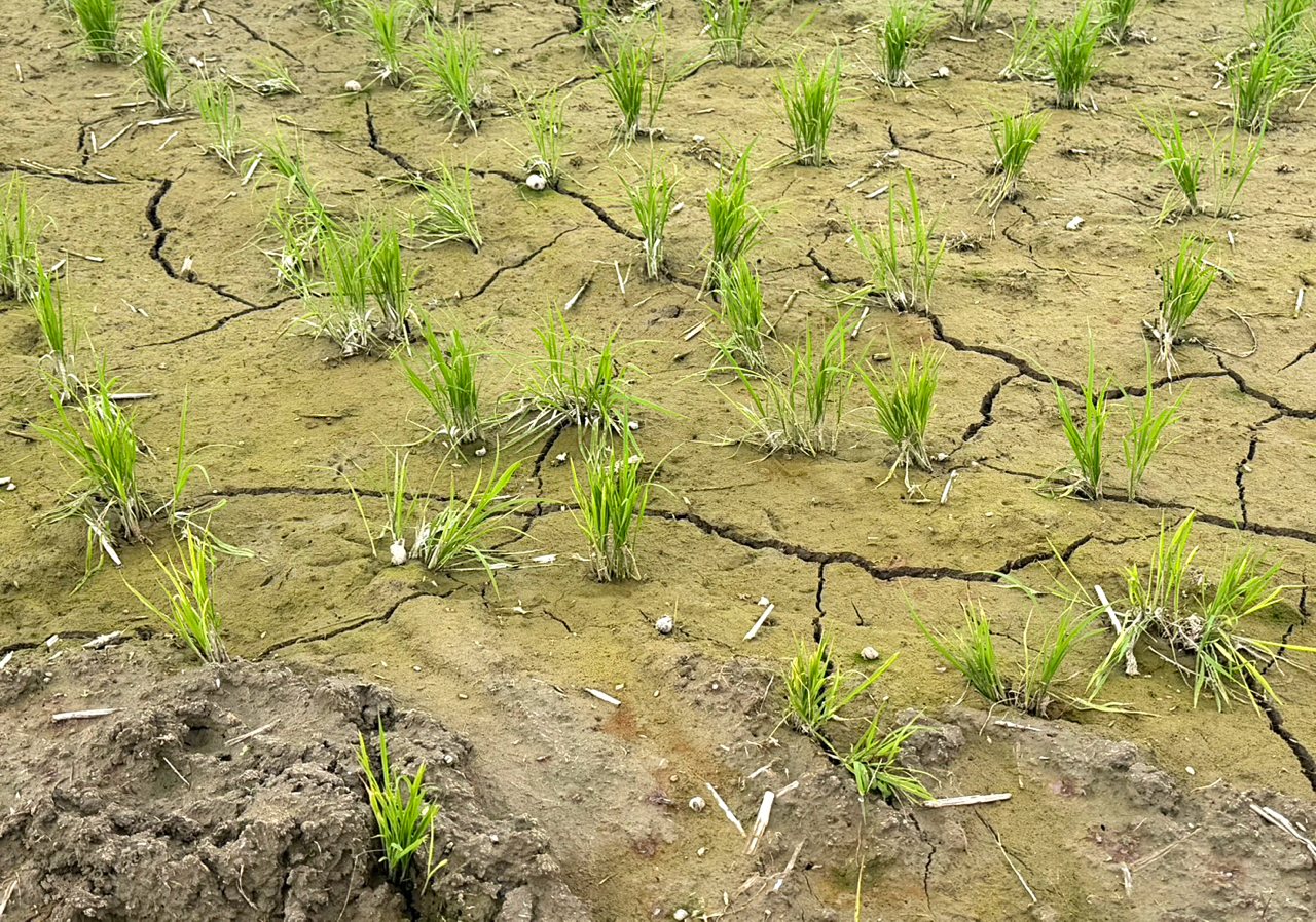 是節水壓力測試，或強制斷農水？新竹頭前溪稻田枯死危機，引發農工水權之爭