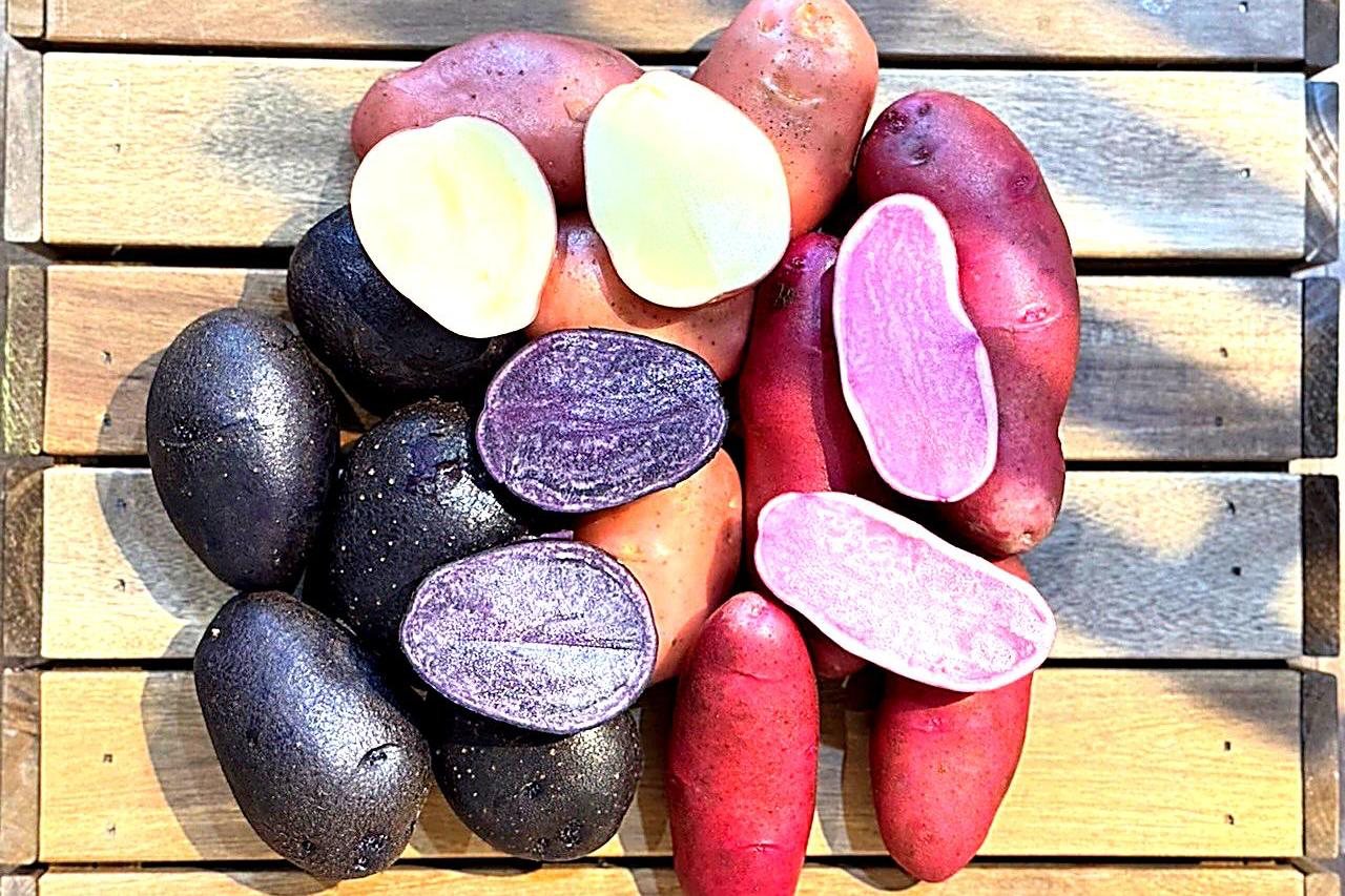 彩色馬鈴薯吸睛，紫色星空、紅寶石、粉佳人風味獨特，斗南少量栽培拚特色