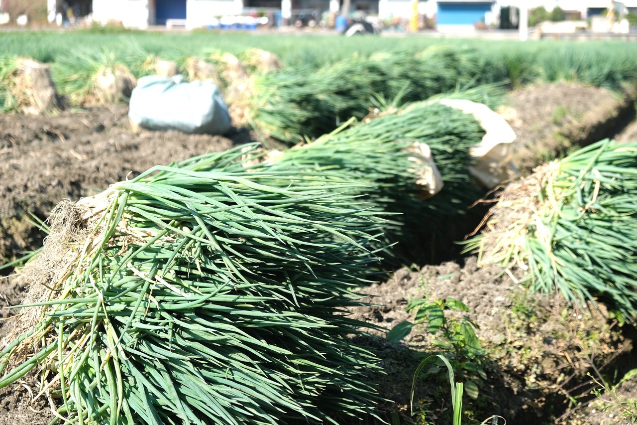 一把青蔥的賭局「以冬養工、以夏搏命」，顏值競爭、人工依賴，青蔥產業脆弱結構's OG Image
