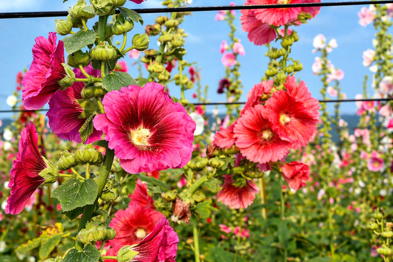 蜀葵秘密》豔麗花塔春天盛開，從冷門到爆紅因一位在地人熱情，花色永遠猜不透？'s OG Image