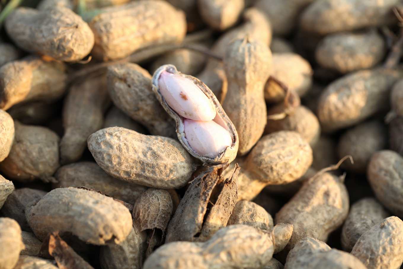 美國花生零關稅襲台，農業部：兩、三成花生農恐退場，產地批政府黑箱怠惰's story cover image