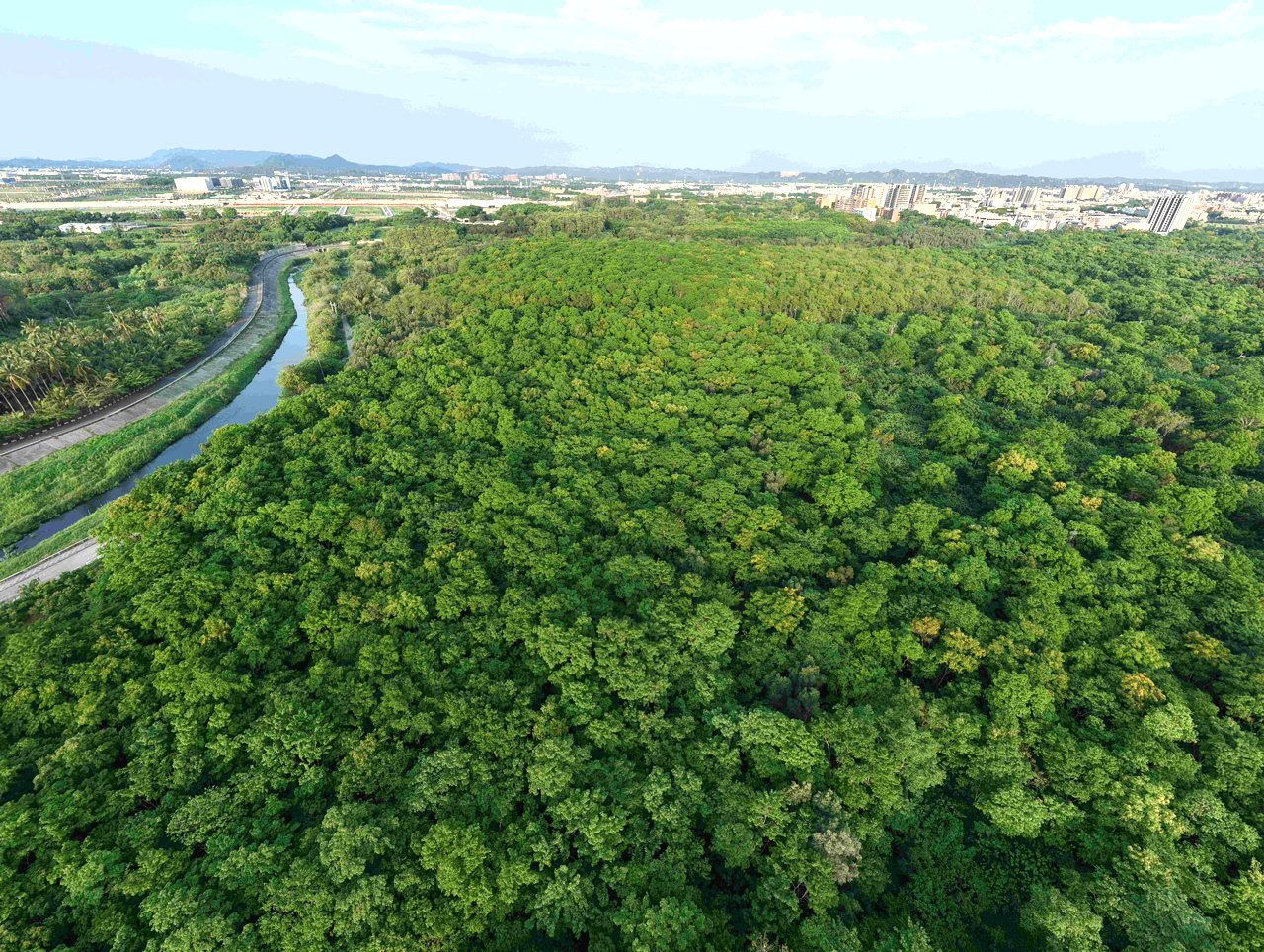 砍舊林造新林？總統宣示都市造林，橋頭糖廠百頃森林卻恐遭砍伐，4千民眾連署搶救's OG Image