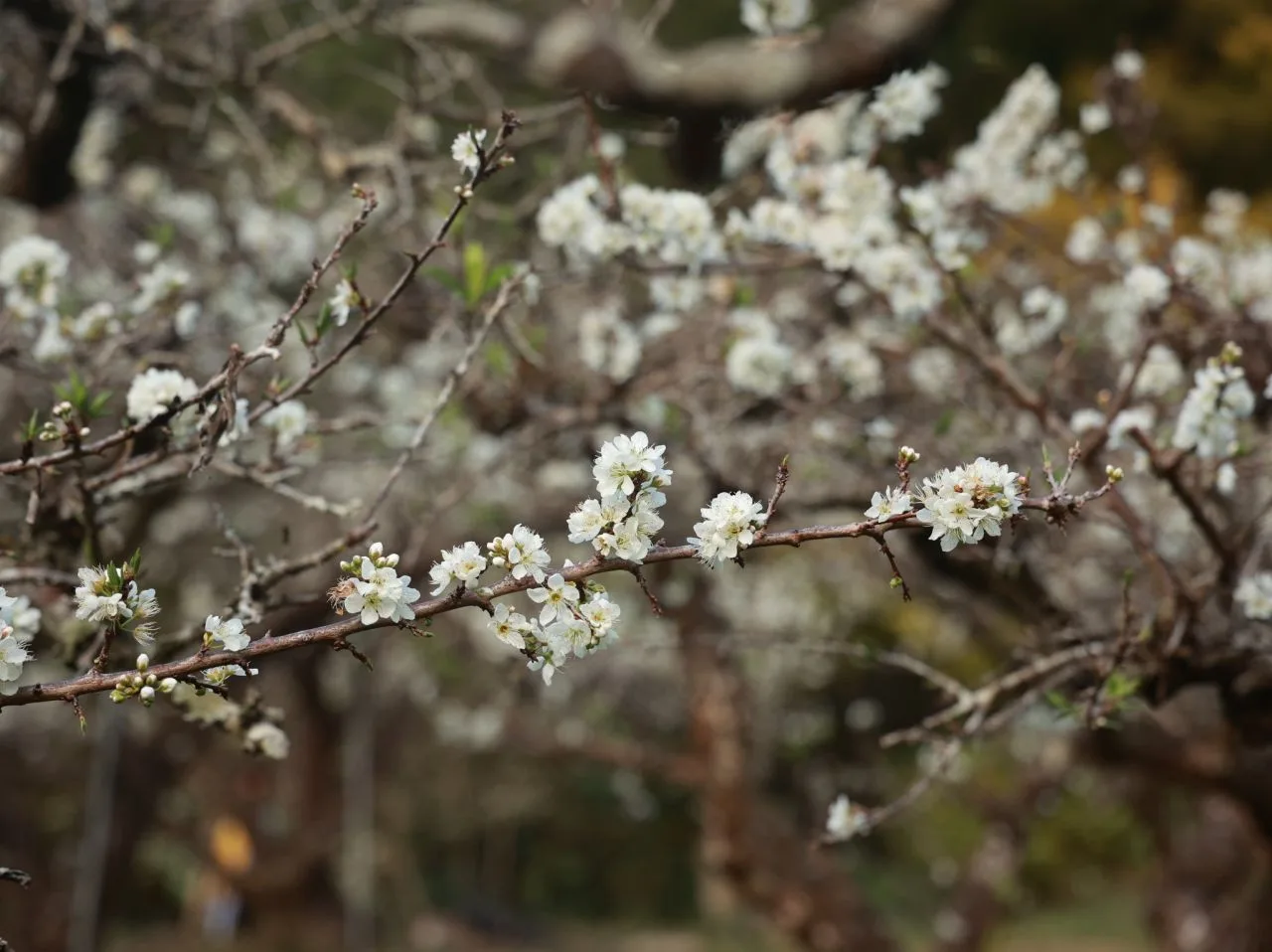 年初一習俗傳說:放鞭炮、吃早齋、拜天公、走春拜年's OG Image