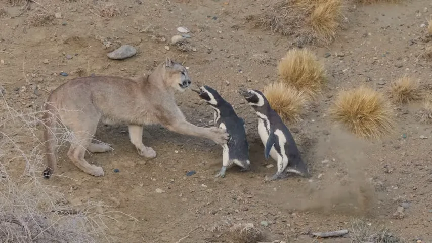 美洲獅南美復育成功 卻開始大量捕食企鵝's OG Image