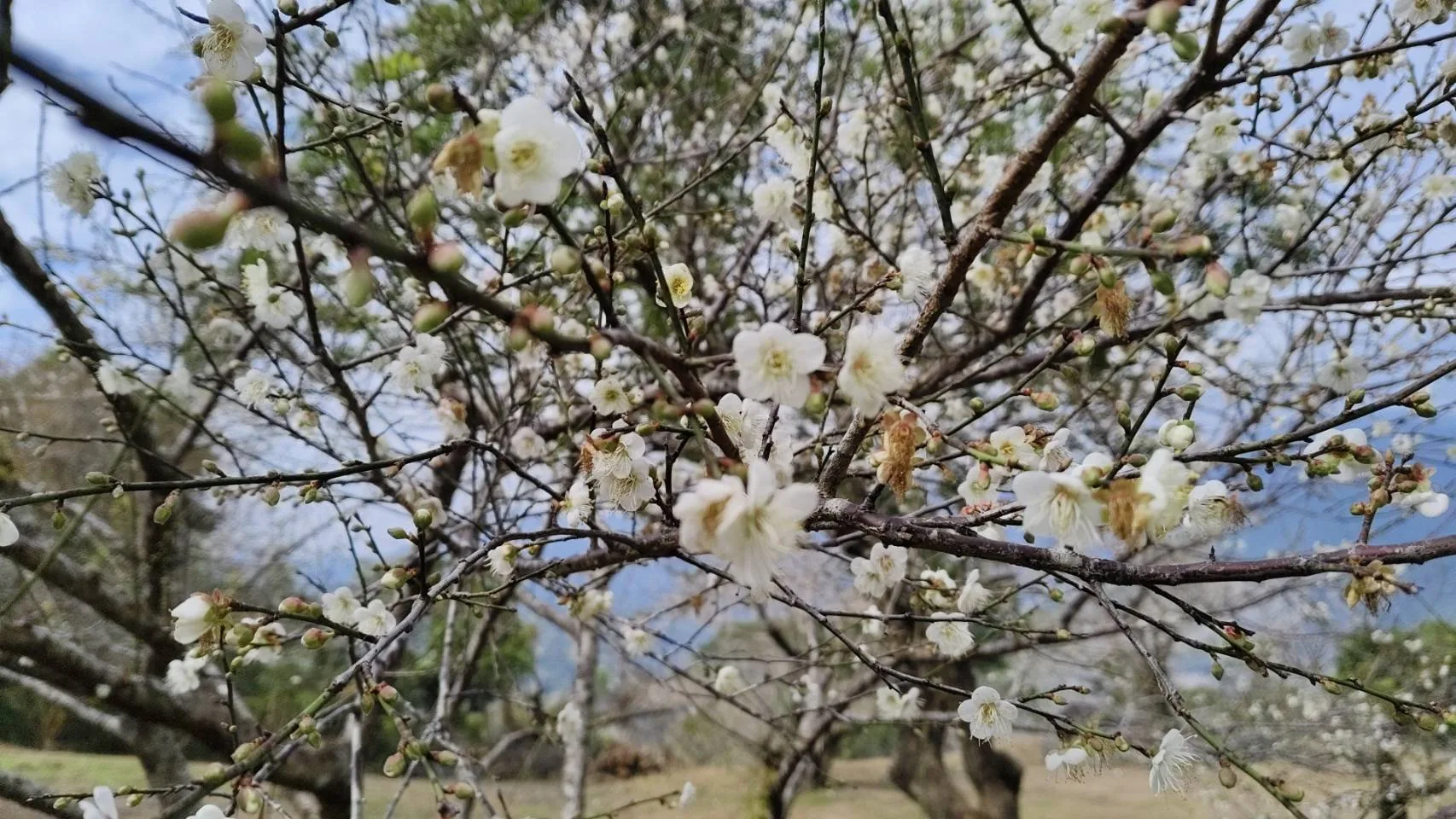 六龜行政中心16日落成 賞梅勝地、寶來 花開6成's OG Image