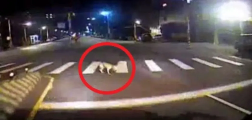 新北公車輾斃浪犬「剎車再駛過」 動保處:駕駛函送法辦's OG Image