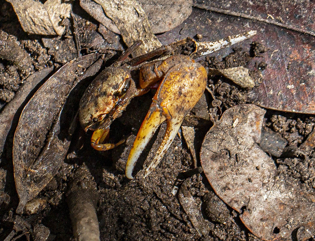 招潮蟹可在14天內分解塑膠微粒 科學家:被忽視的「生物降解」作用's OG Image