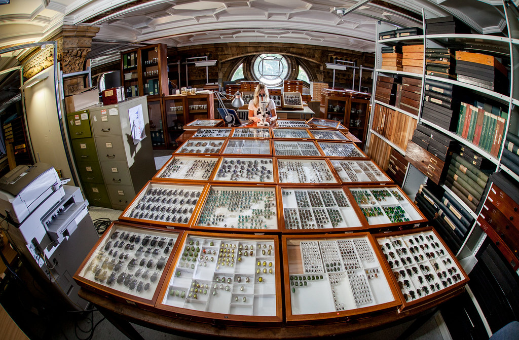 喚醒8000萬件沉睡標本? 倫敦自然史博物館用AI搶救生物多樣性記憶's OG Image