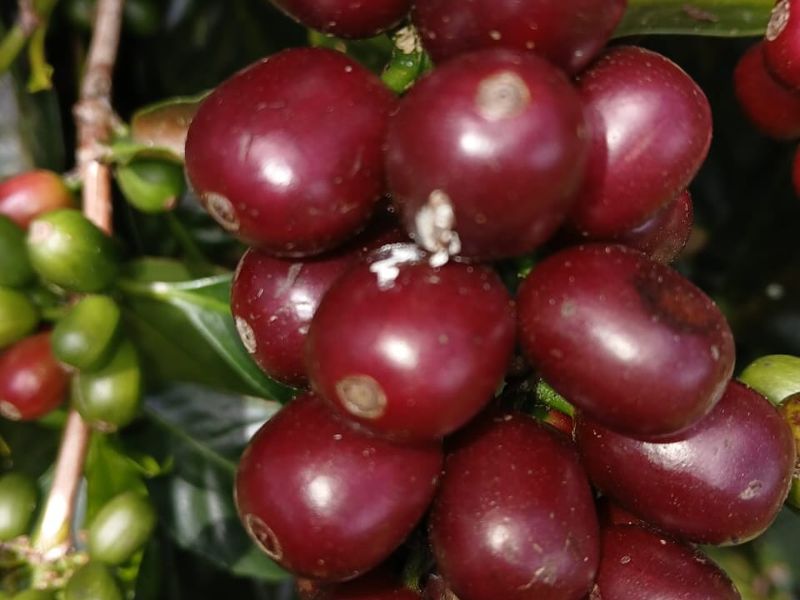 歐客佬咖啡詐騙2/台中伴手禮之光大翻車 歐客佬重創精品咖啡公信力's OG Image