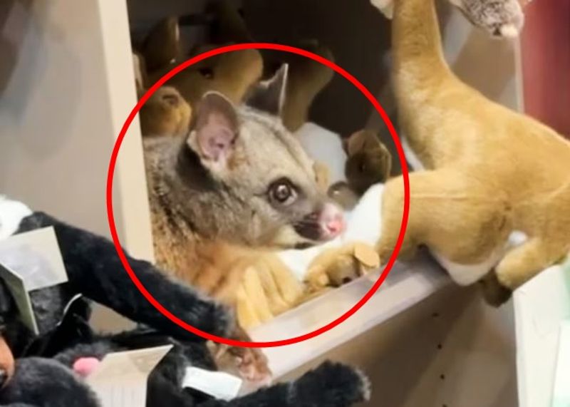 有片/機場禮品店驚魂!旅客驚見玩偶長出「靈動大眼睛」 竟是活的袋貂本人's OG Image