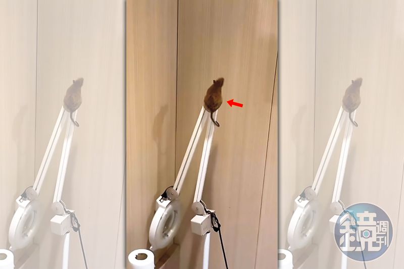 知名醫美爆鼠患1/顧客和老鼠「共享」電動按摩椅 老牌醫美臭味瀰漫員工全崩潰's OG Image