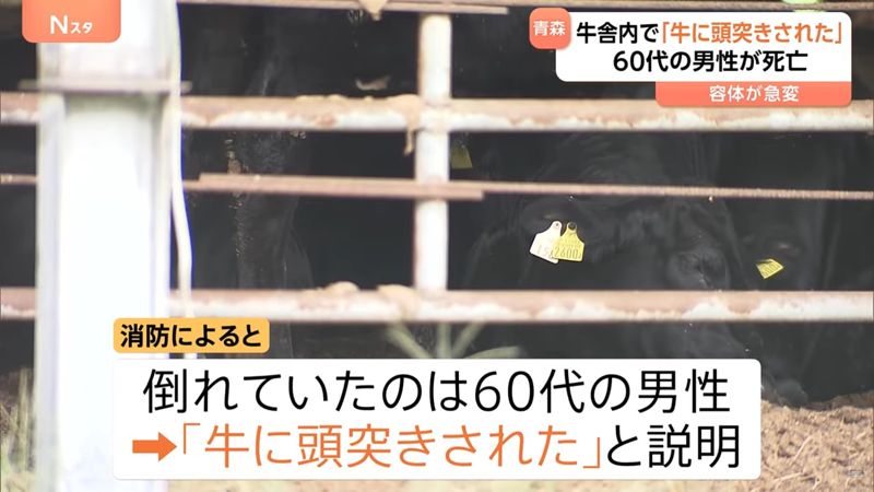 牛牛爆走!日男牛舍遭「背後頭槌」倒地不起 氣血胸送醫身亡's OG Image