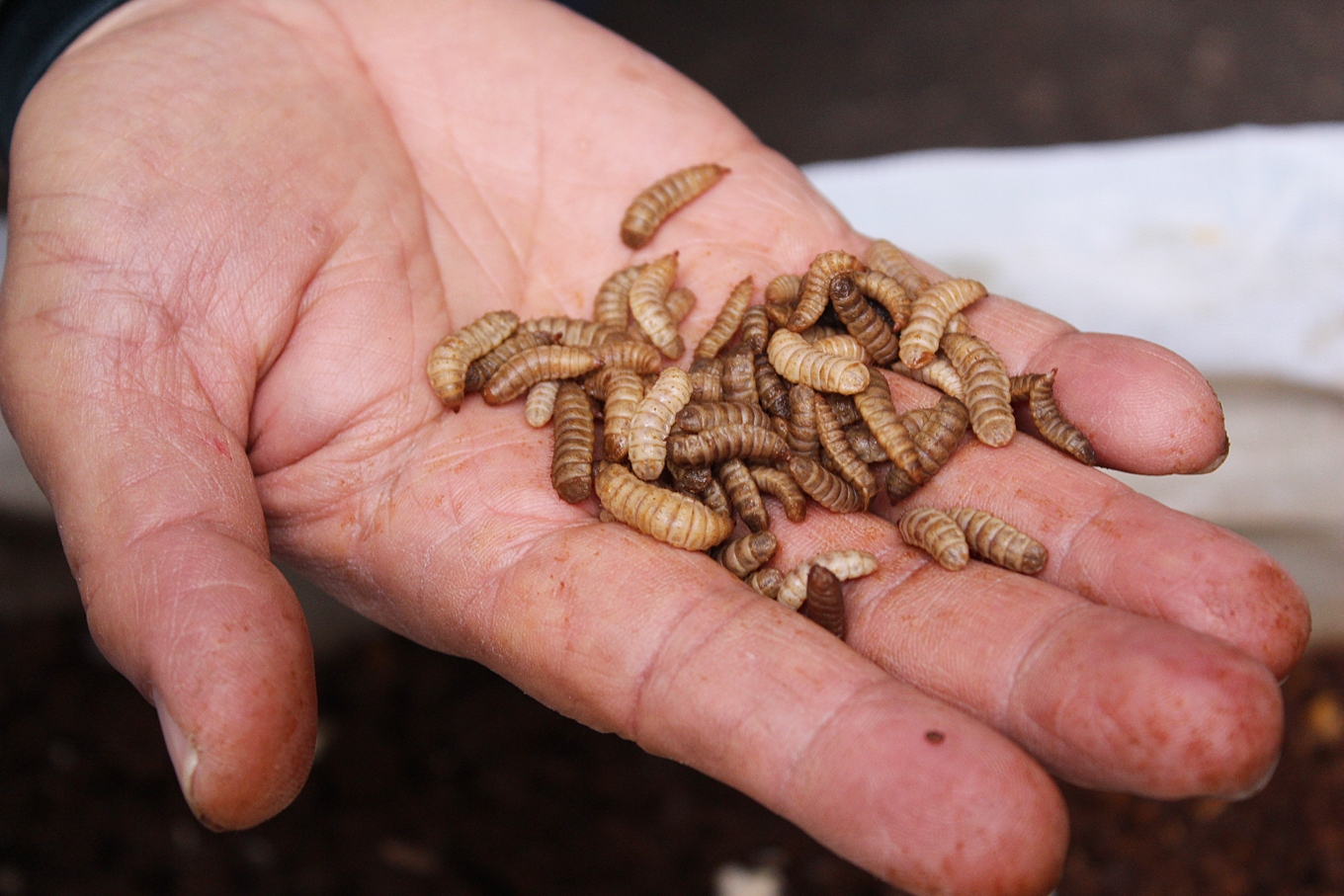 黑水虻吃得下台灣廚餘嗎?從高油鹽、前處理到政策時程的全盤檢視(非洲豬瘟Day55,2025)'s OG Image
