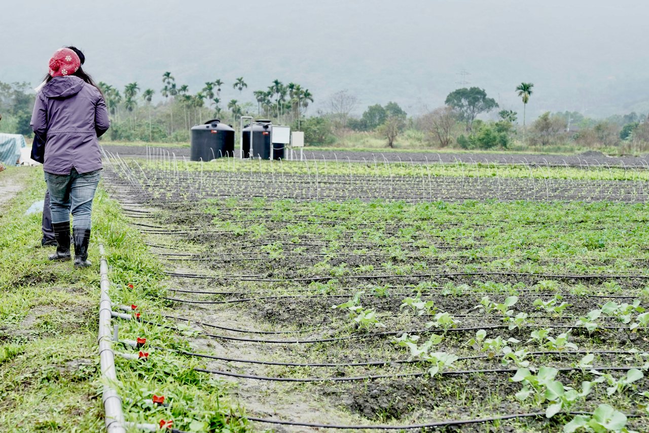 馬太鞍重建》從苦難中重生,污泥中長出櫻桃蘿蔔、有機蔬菜,專家與農民示範復耕(Day 123)'s OG Image